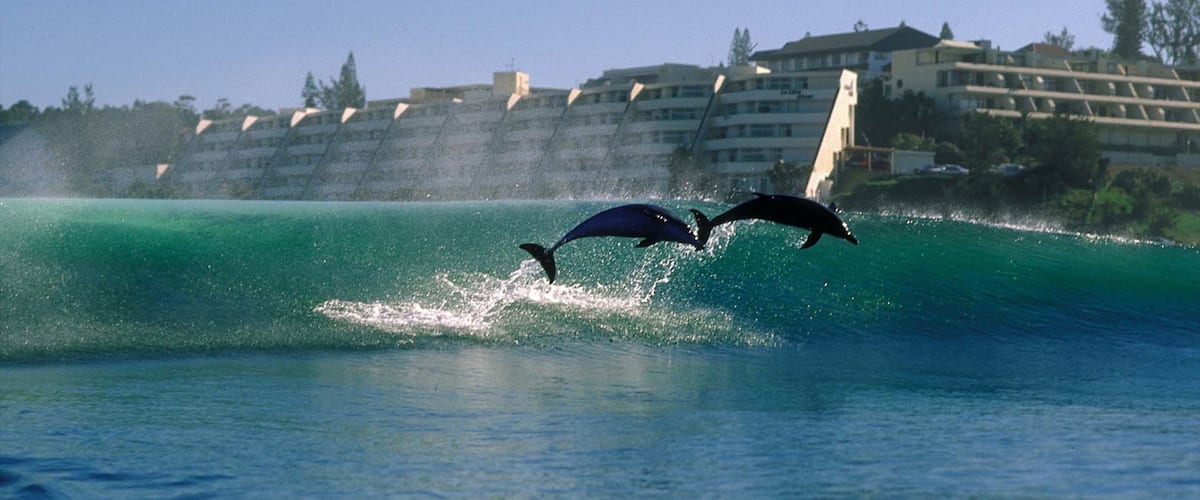 Dolphins leaping out of the ocean near a coastal area with buildings in the background.