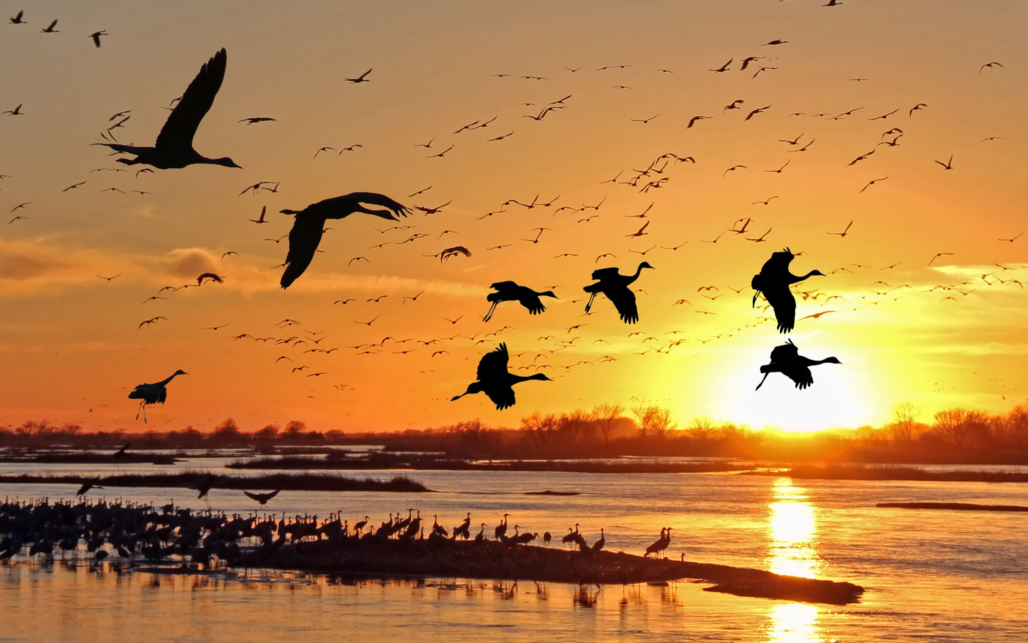 A sunset over a body of water with silhouettes of birds and herons.