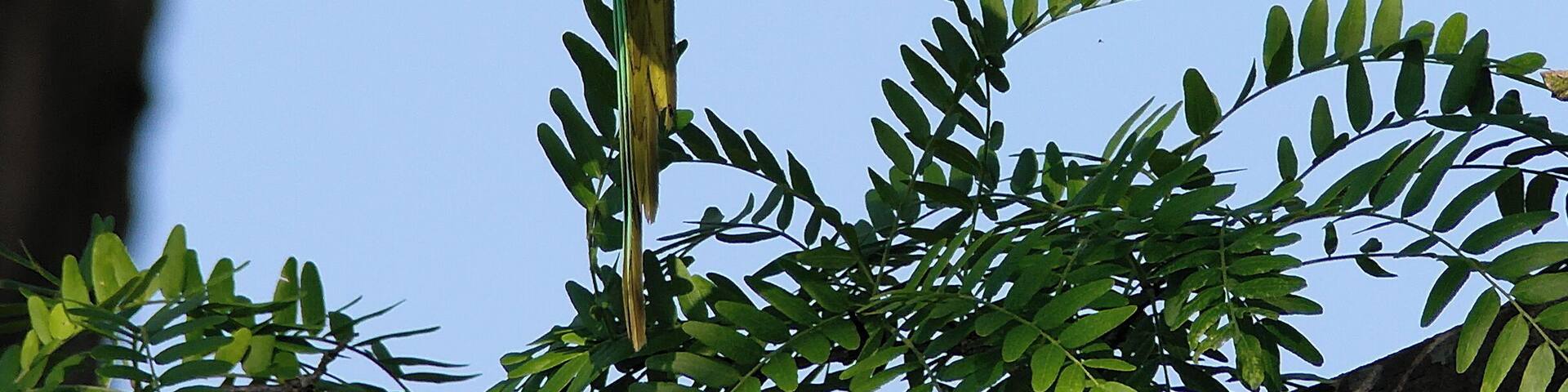 Halsbandsittich - Psittacula krameri, Weibchen. Aufgenommen in Mannheim am Vogelstangsee, Baden-Württemberg, Deutschland.
