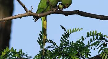 Halsbandsittich - Psittacula krameri, Weibchen. Aufgenommen in Mannheim am Vogelstangsee, Baden-Württemberg, Deutschland.