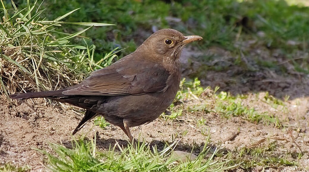 Common blackbird - Turdus merula, female. Taken in Mannheim-Vogelstang, Baden-Württemberg, Germany.