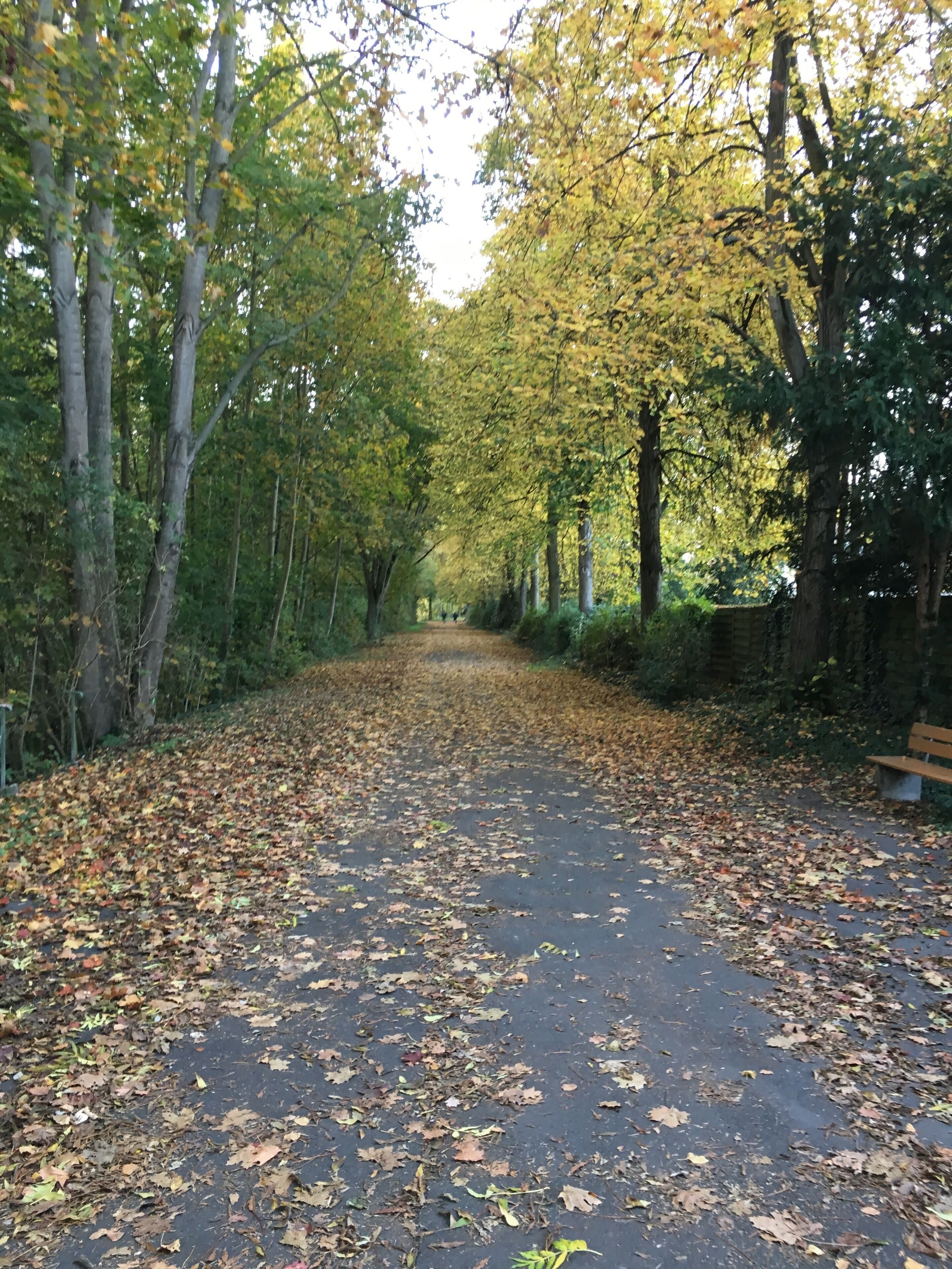 Walking in the park near the Rhine 