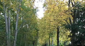 Walking in the park near the Rhine