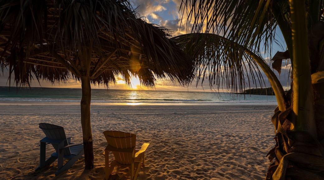 Two beach chairs on a beach under a palm tree in the bahamas