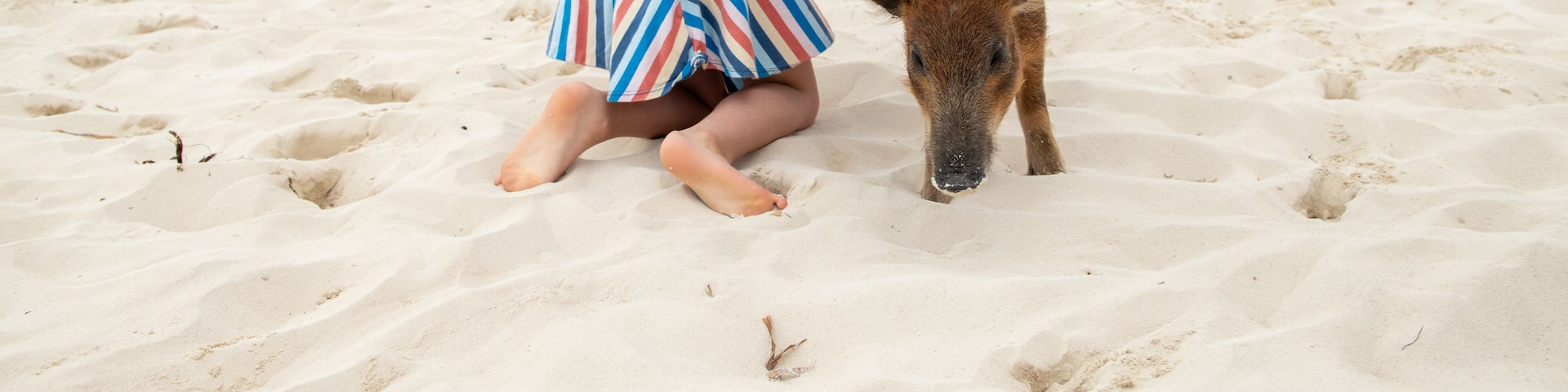 Child pets a gentle wild pig roaming the beach in The Abacos, Bahamas