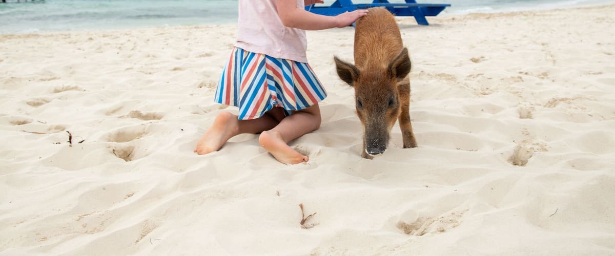 A child on a sandy beach with a pig, a blue pier in the background, and calm sea.
