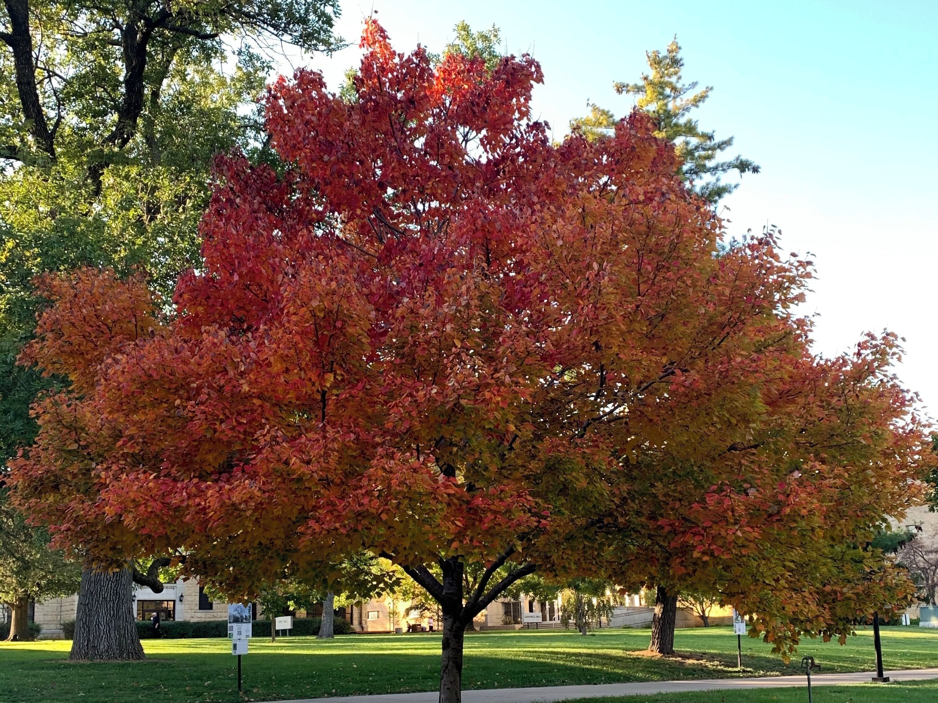 The first tree on campus to change colors!