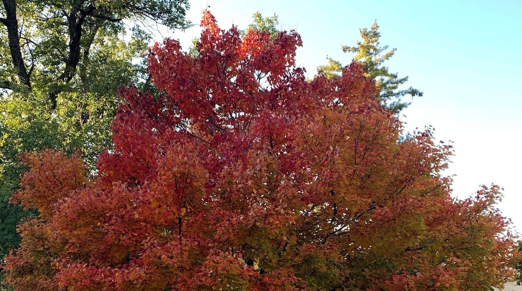 The first tree on campus to change colors!