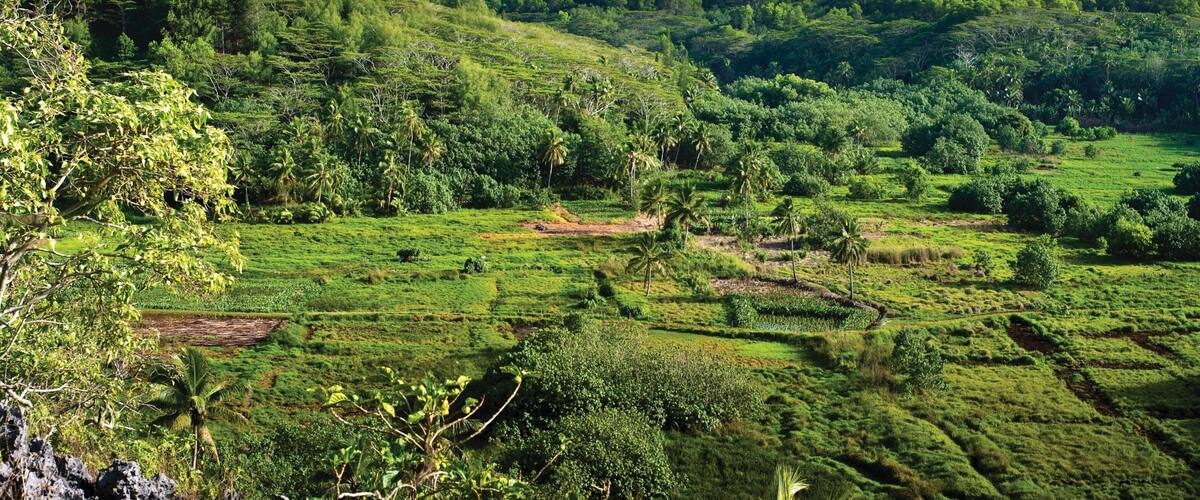 A lush green landscape with terraced fields and dense forests.