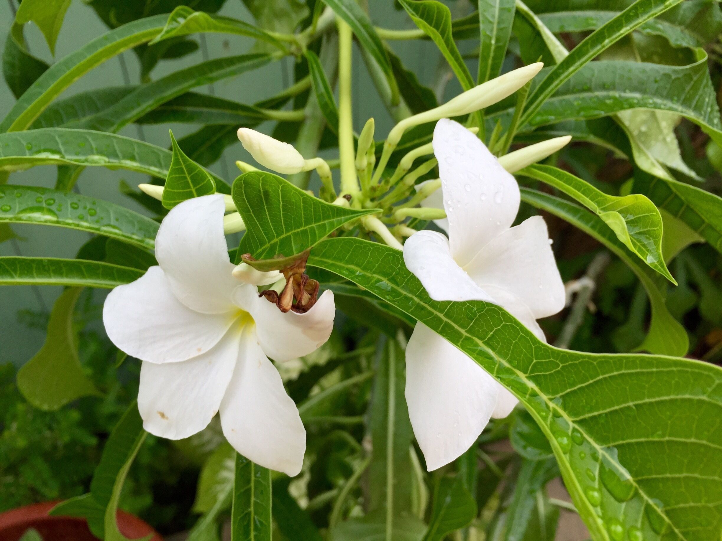 Miami flowers 😎😎😎