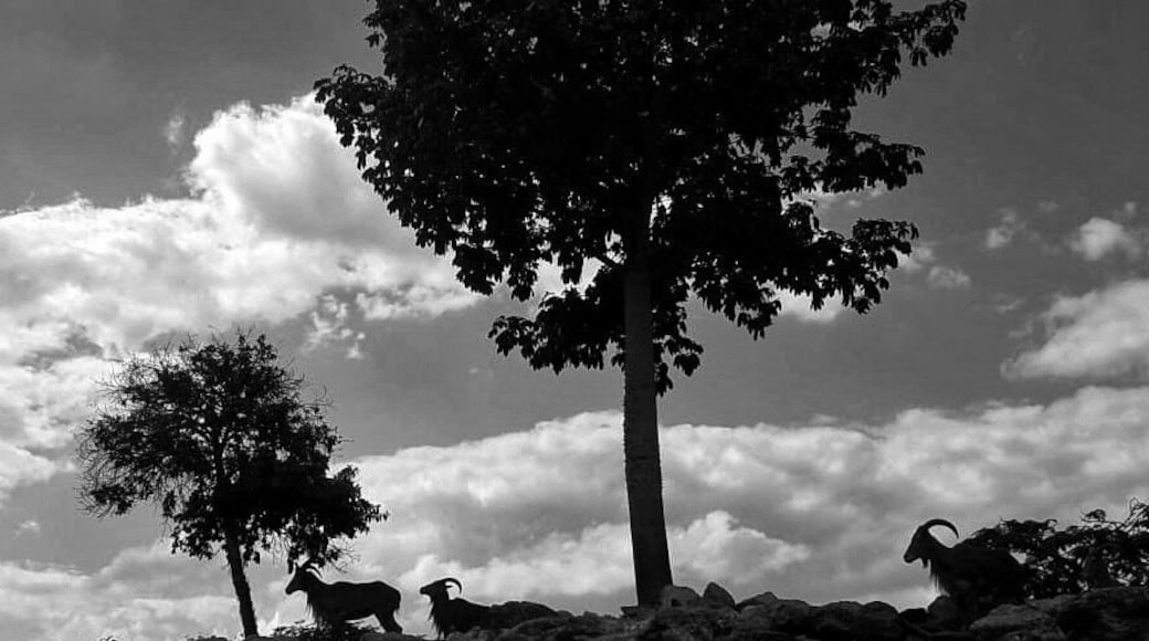 This zoo Is located in Merida, Yucatan. It is a surprise in the middle of this city #lifeatexpedia #tlotravel #meridayucatan #zoo