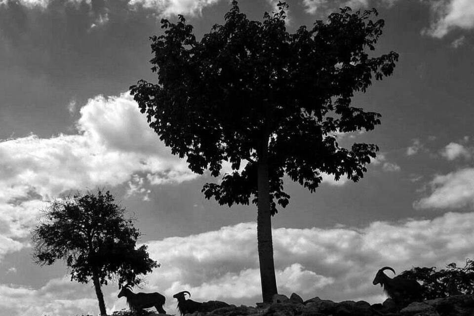A tree and two goats on rocky terrain under a cloudy sky.