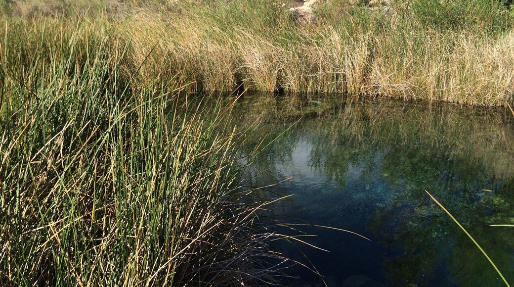 An oasis in the desert