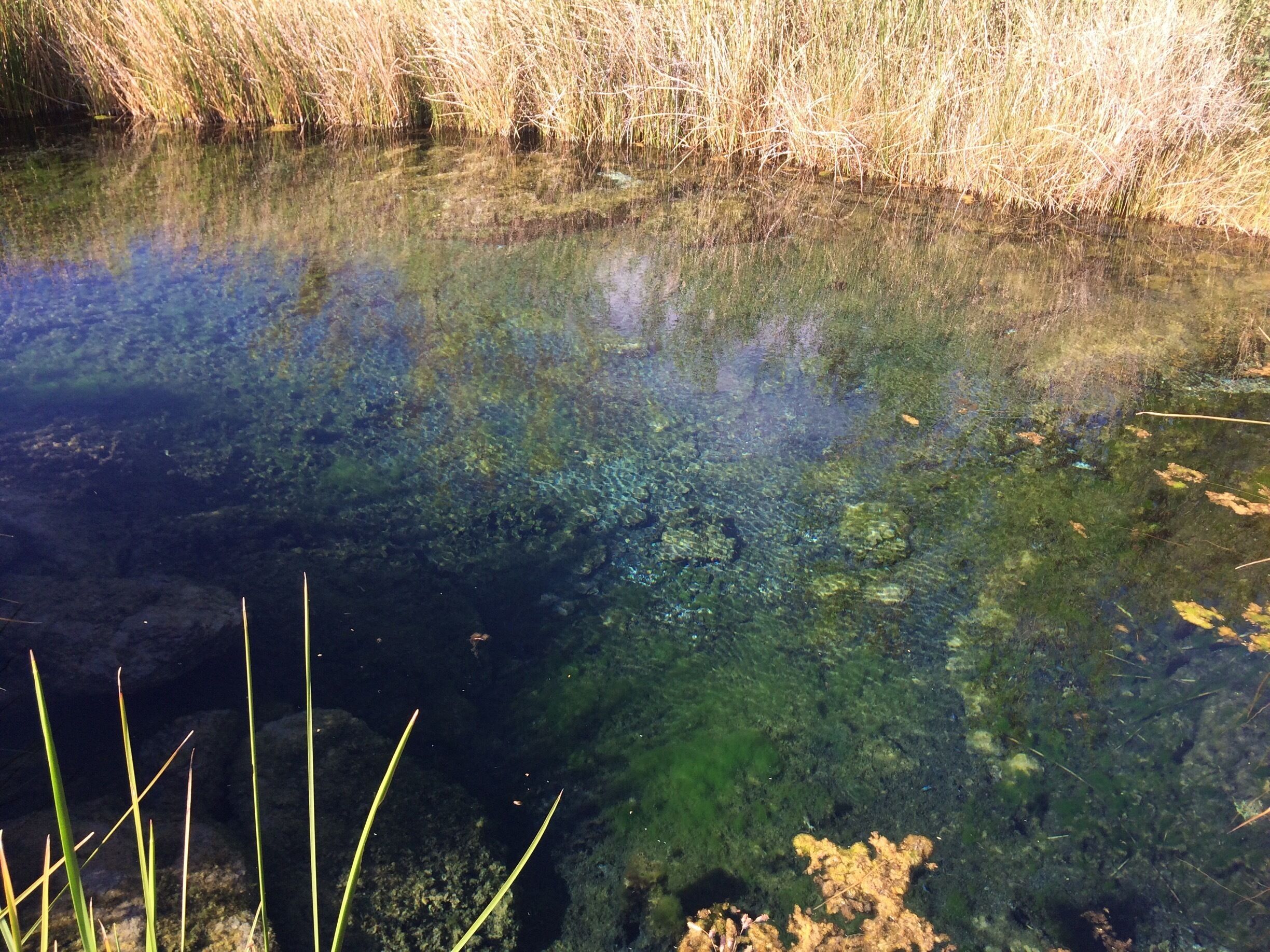 The small pond is the only spot where these pupfish are found. 