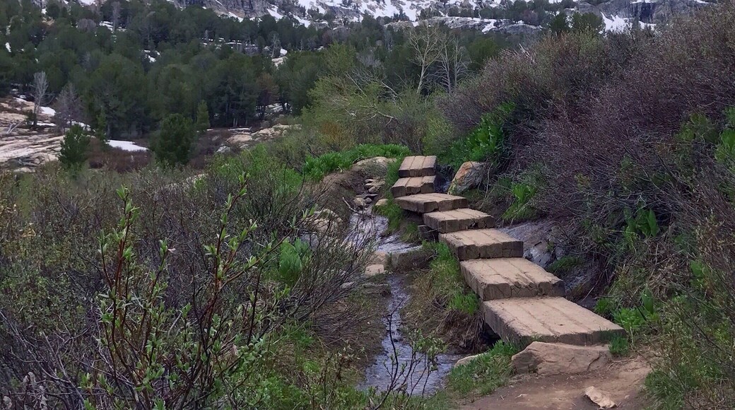 At the end of the road into Lamoille Canyon in the Humboldt National Forest you'll find a trail that continues back toward the south. About 10 minutes in I happened across this plank bridge crossing a small stream. Very easy hike to this point with only a few hundred feet elevation gain. A little ways beyond required a tougher crossing across logs and boulders which I was not prepared for but supposedly about 2 miles back is a lake that signs say is about 1-1/2 hours hike. Next time I'll have to bring my gear and try that!