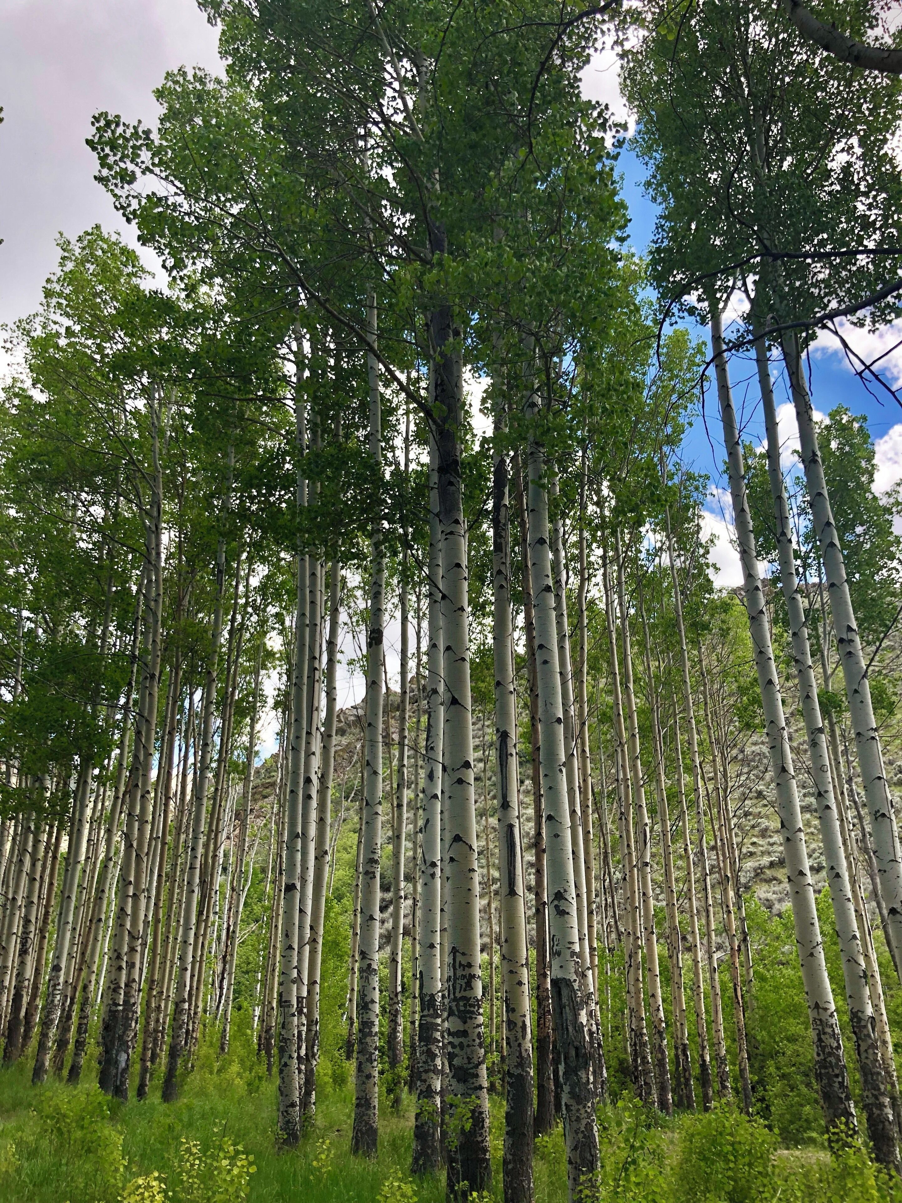 Beautiful Canyon located just outside of Winnemucca, NV.