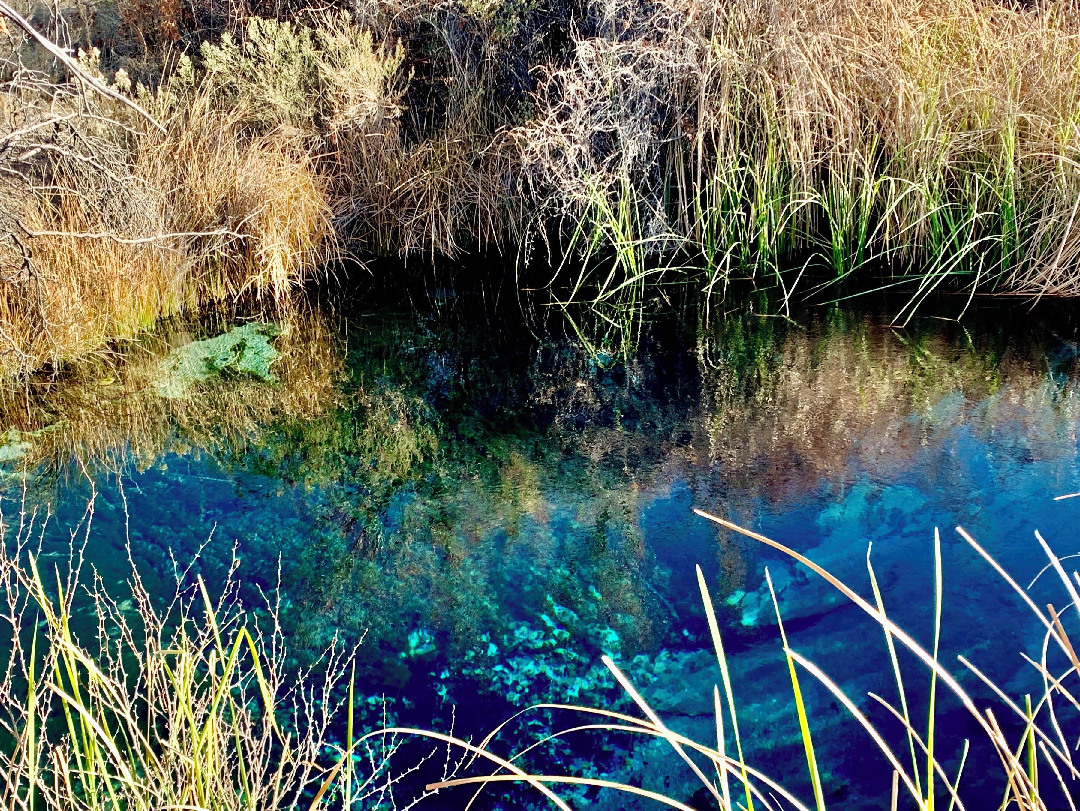 This national wildlife refuge offers a great boardwalk hike! You can see the endangered Pupfish here. Dogs on a leash are allowed.