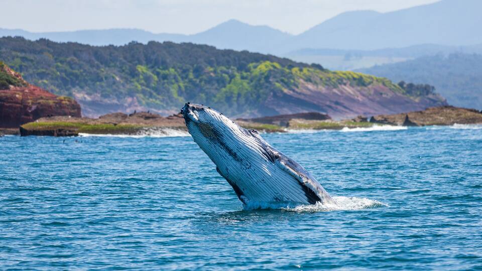A whale breaching the ocean surface with a mountainous coastline in the background.