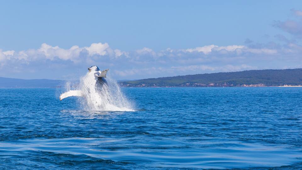 A whale breaching the ocean surface with a coastal landscape in the background.