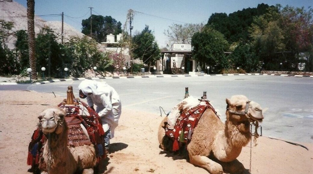 Camel rides in Israel offer a unique way to explore the landscape of the Negev Desert. Riding a camel is a unique experience and one which I will never forget.