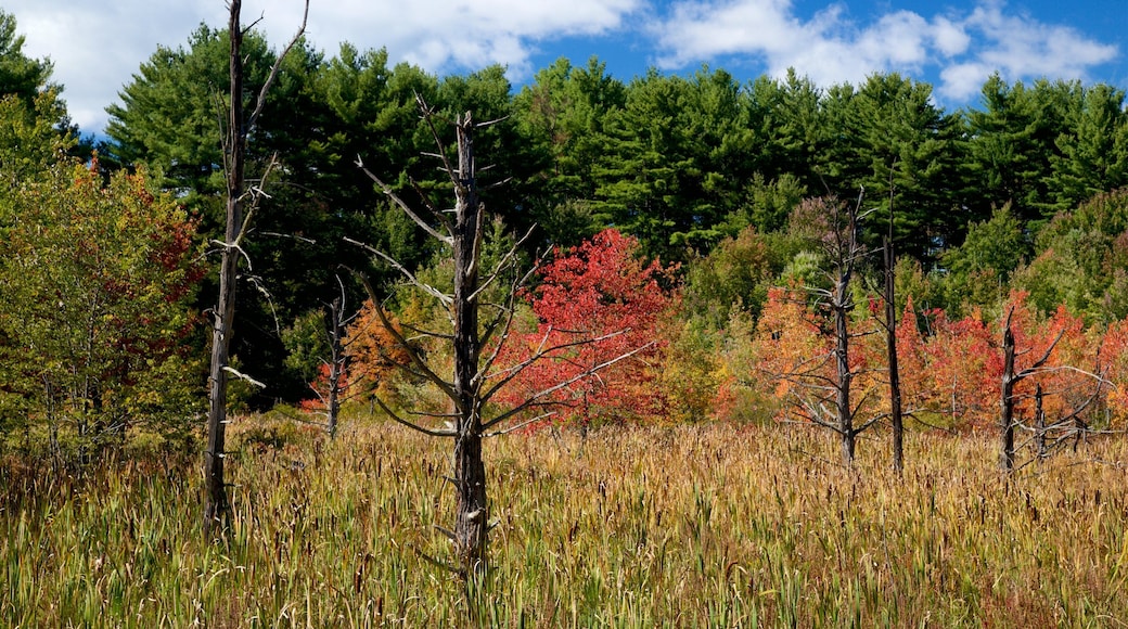 New Hampshire ofreciendo los colores del otoño y escenas tranquilas