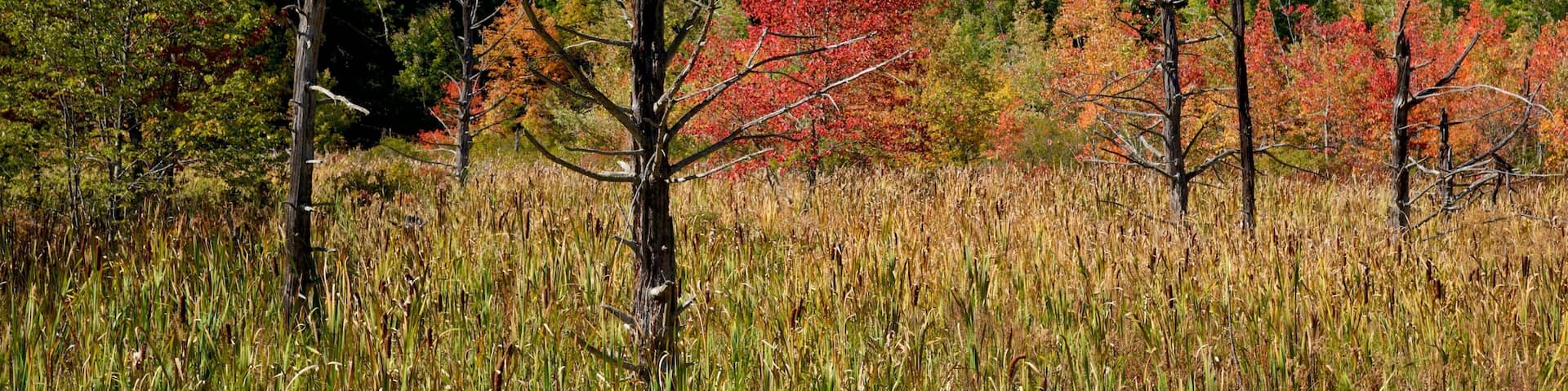 New Hampshire featuring fall colors and tranquil scenes
