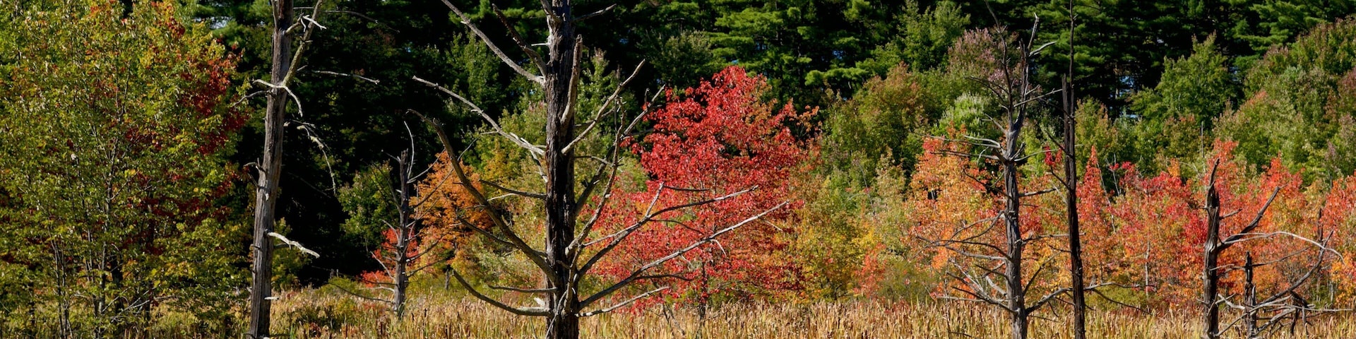 New Hampshire featuring fall colors and tranquil scenes