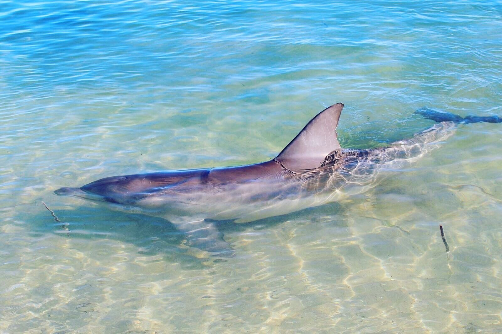 Monkey Mia is the only place in Australia where dolphins visit daily not seasonally! It's renowned as the best place to see dolphins in their natural habitat! Getting to see these beautiful animals in the wild was a treasured moment I will never forget! Everyone should see this place and help protect these amazing animals! 