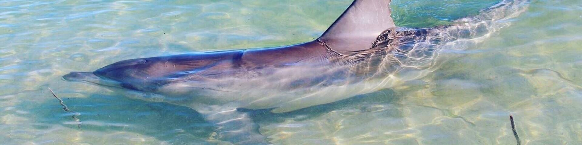 A shark swimming in clear shallow water.