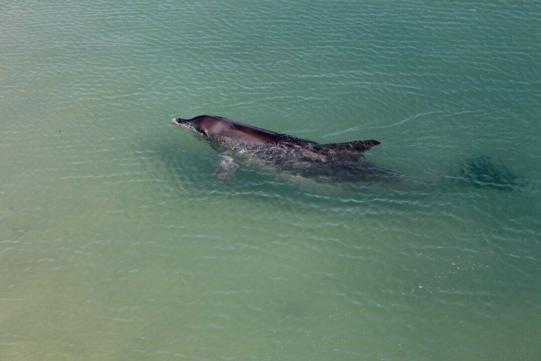 got there just in time so see the half dozen dolphins at feeing time. what an experience. they were so friendly and playful