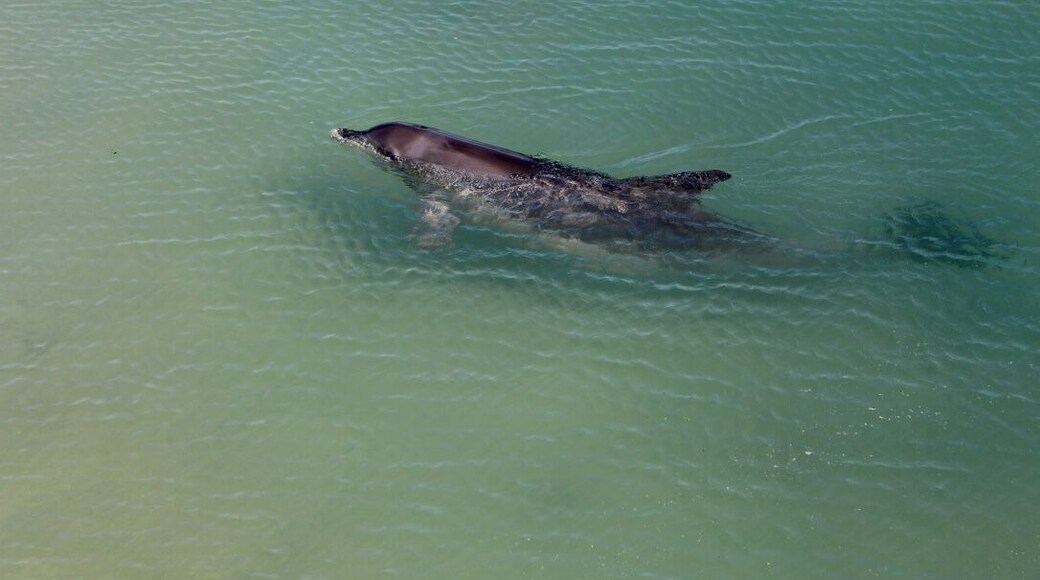 got there just in time so see the half dozen dolphins at feeing time. what an experience. they were so friendly and playful