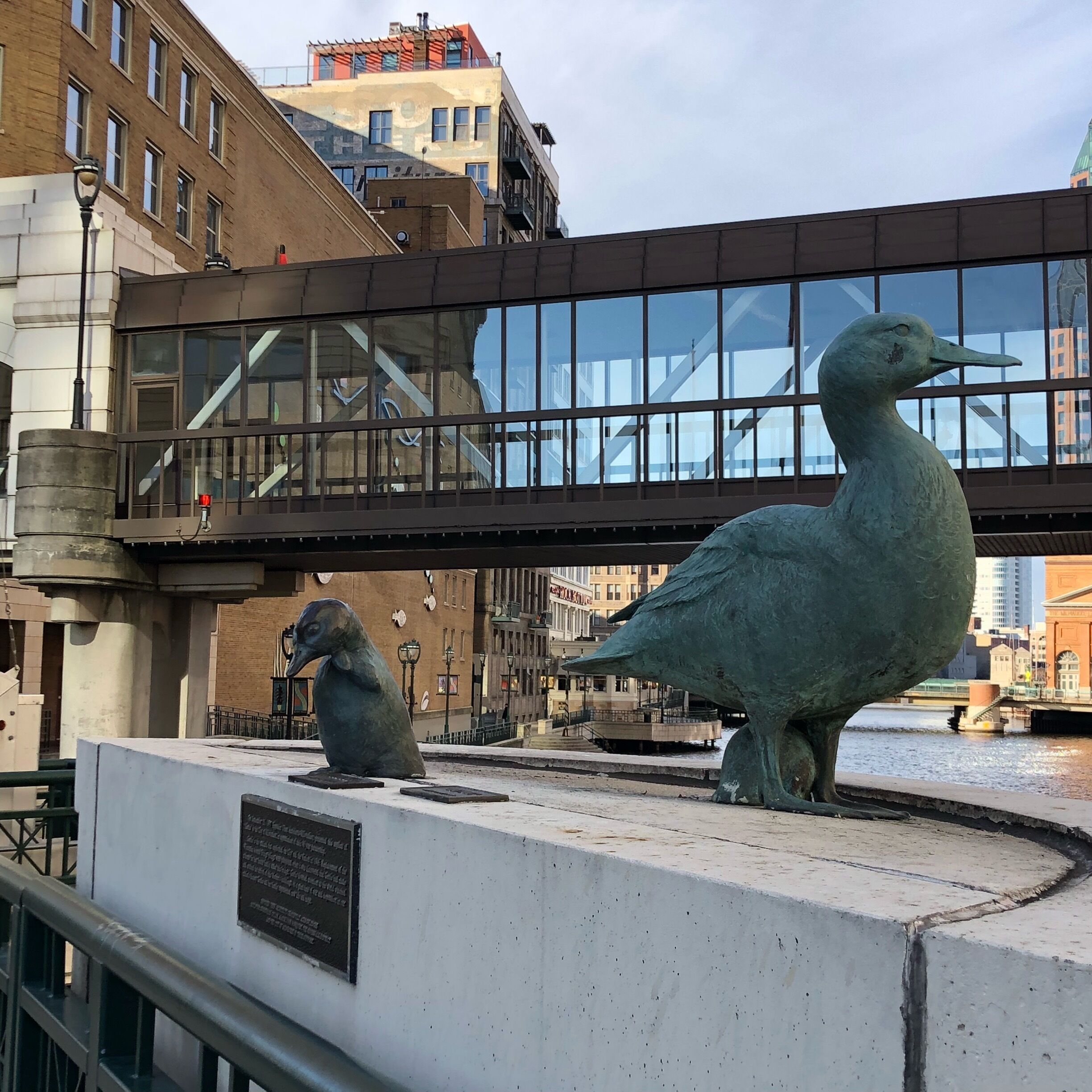 Symbol of hope. #ducks #milwaukee #wisconsin #midwest #usa #travelbug #nomad #wayfarer #gadabout #wanderlust #bird