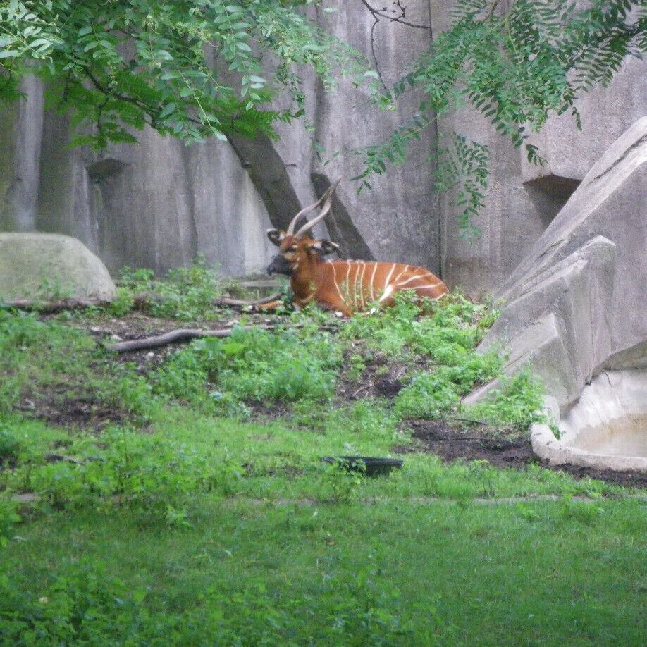 One of the best zoos I've visited. The lowland gorillas are my favorite.