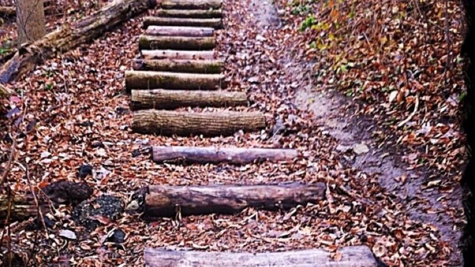 A wooden staircase ascending a hill, surrounded by fallen leaves and trees.