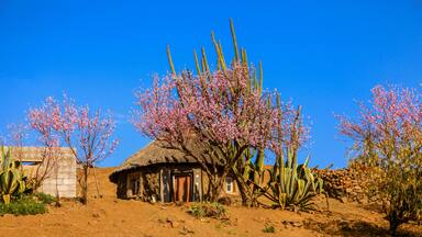 A rustic house with a thatched roof, surrounded by cacti and flowering trees against a clear blue sky.