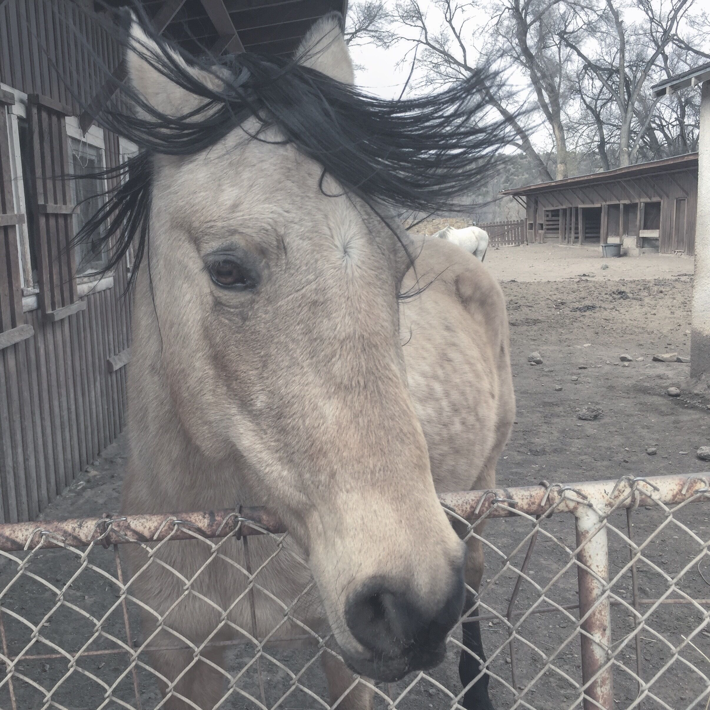 Beautiful horses and old stables at Fort Stanton. 