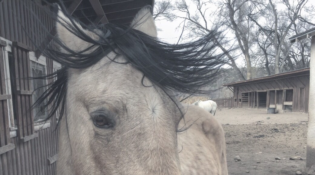 Beautiful horses and old stables at Fort Stanton.