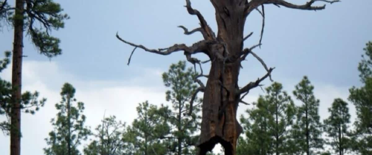 Found this 'holy' tree backpacking in the Gila.