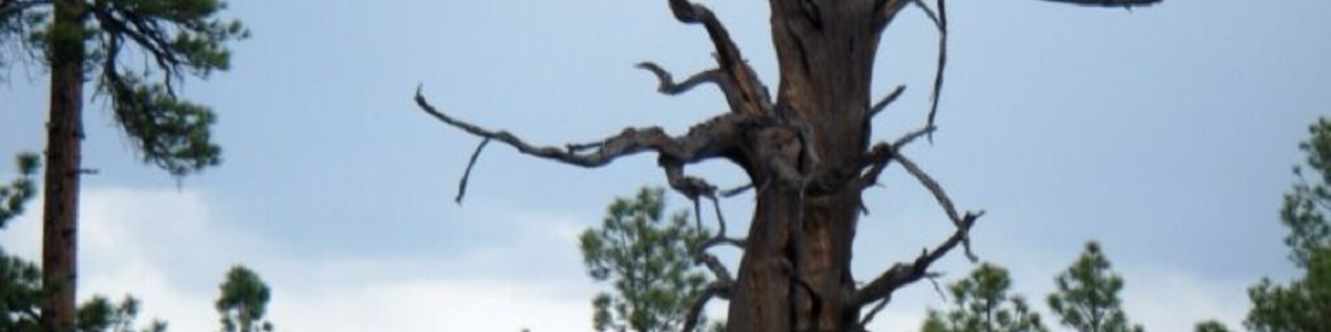 Found this 'holy' tree backpacking in the Gila.