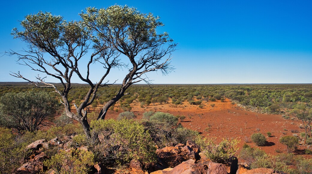 The vast expanse of the outback in the mid west of Western Australia, Meekatharra area. Vast wilderness with open forest, tree in the foreground