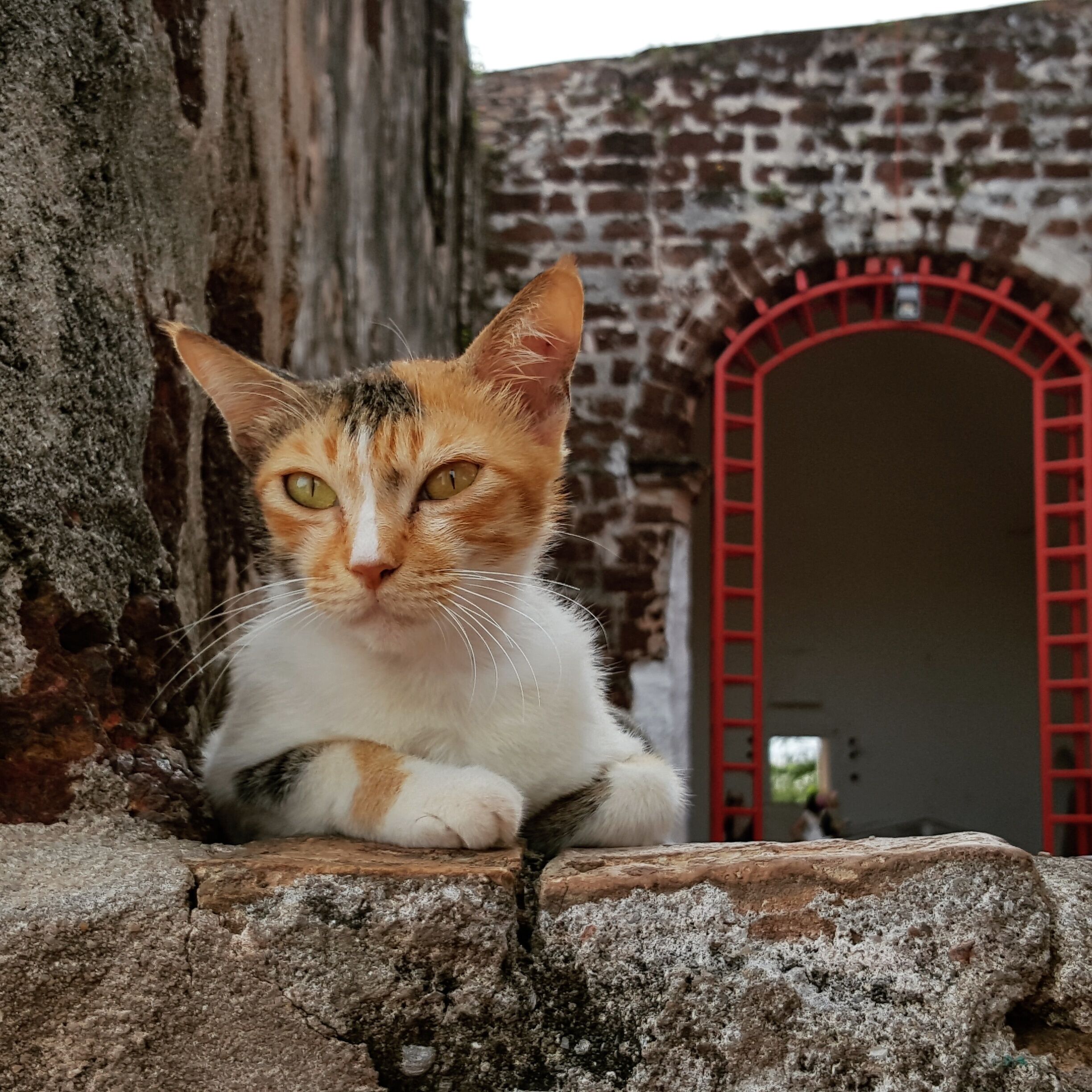 The same grim look the besieged Portugese may have had, as they peeked out of the church windows at the desolation below.

Death slowly approached the church on a hill in a seven month attack and Melaka fell to the Dutch.