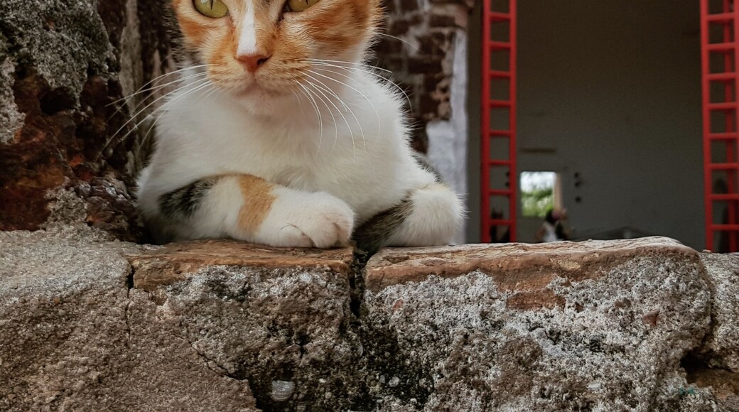 The same grim look the besieged Portugese may have had, as they peeked out of the church windows at the desolation below.
Death slowly approached the church on a hill in a seven month attack and Melaka fell to the Dutch.
