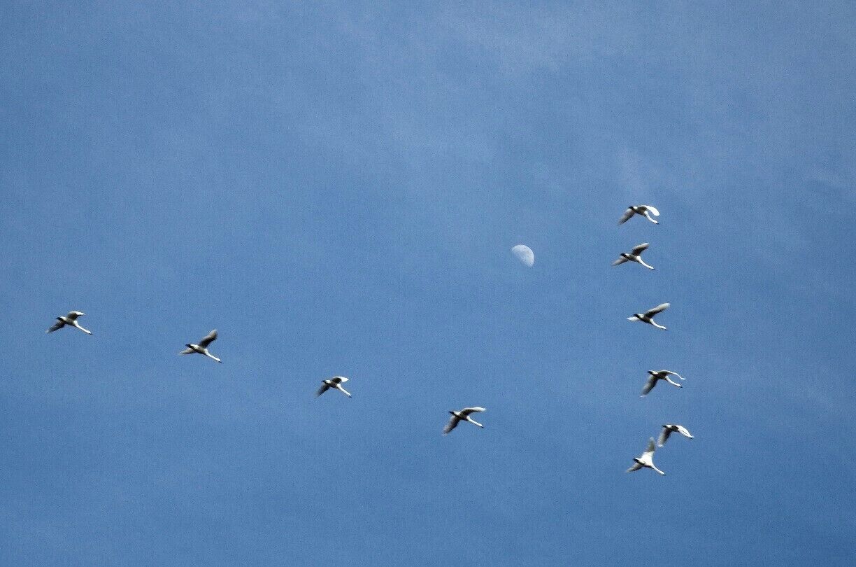 Each winter, tens of thousands of tundra swans migrate from the arctic regions of Alaska and western Canada to eastern North Carolina. I spent the day near Pungo Lake in the Pocosin Lakes National Wildlife Refuge recently, an area where the tundra swans congregate in large numbers. Farmers plant crops on huge fields within the Refuge, and when they harvest their crops, they must leave 20 percent unharvested for the birds. The swans spend their days traveling from field to field foraging. They spend their nights on the water, where they are safe from predators. 

It took a few attempts to get a shot with the moon and some swans, but I finally got this shot.