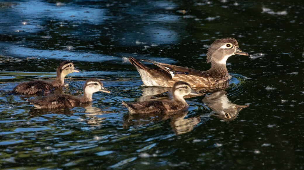 Female wood duck with chicks in Miles City, Montana, USA