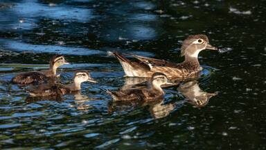 Female wood duck with chicks in Miles City, Montana, USA
