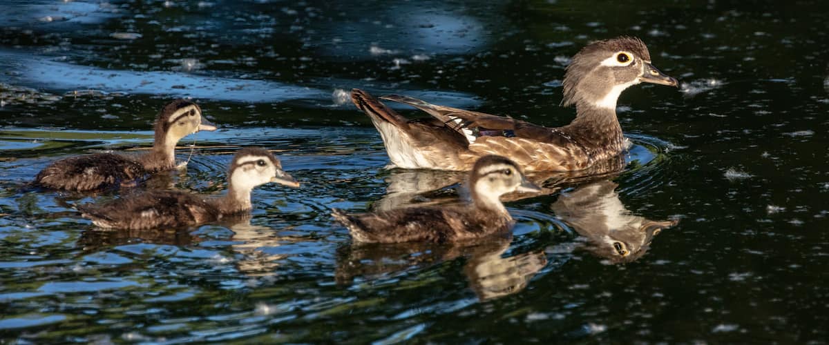 A group of ducks swimming in a body of water with reflections.