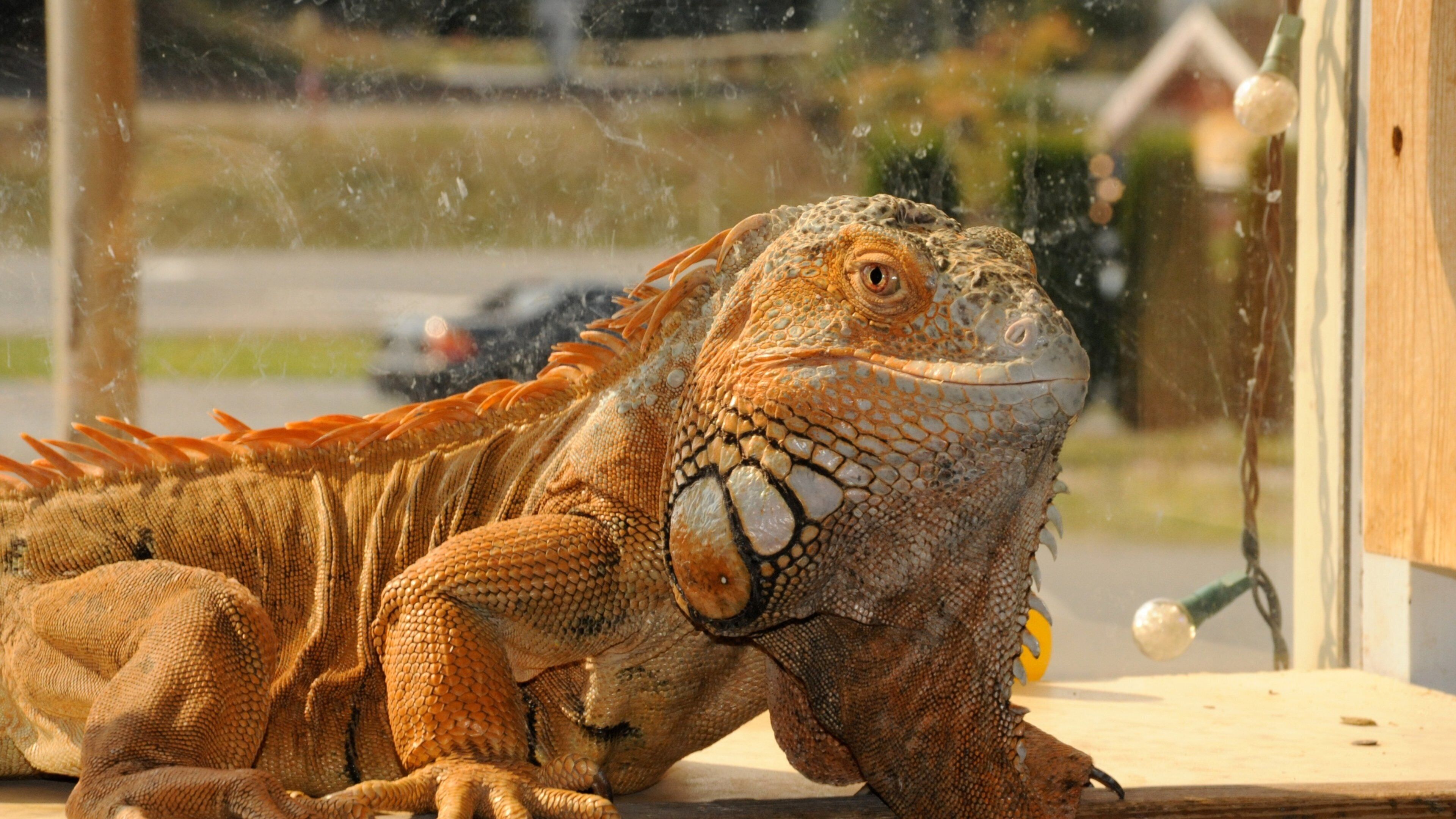 Monroe showing animals