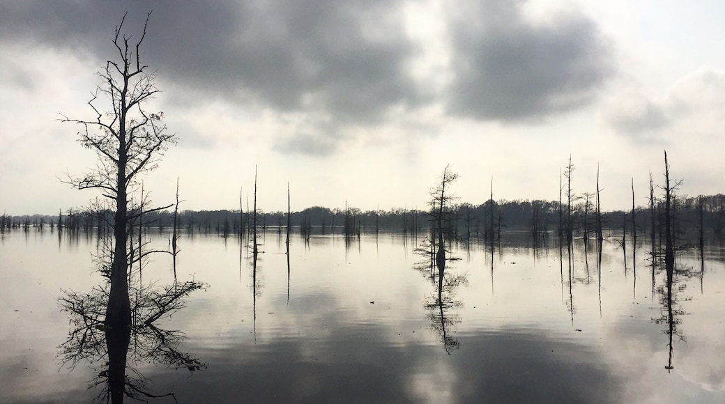 No point dreaming of a white Christmas this year 🐊
#christmasonthebayou #louisianachristmas