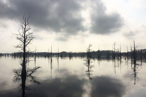 No point dreaming of a white Christmas this year 🐊
#christmasonthebayou #louisianachristmas