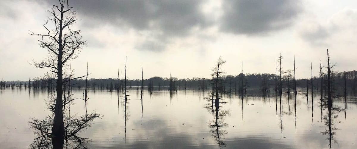 No point dreaming of a white Christmas this year 🐊
#christmasonthebayou #louisianachristmas
